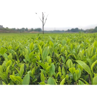 100g Lộc Bình Trà- Trà Xanh Huệ Bình - Hợp Tác Xã Hương Việt