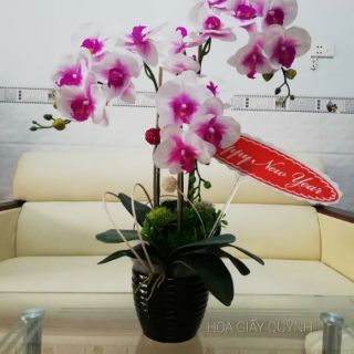 LÁ LAN HỒ ĐIỆP