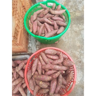 Combo 5kg khoai lang mật Đà Lạt