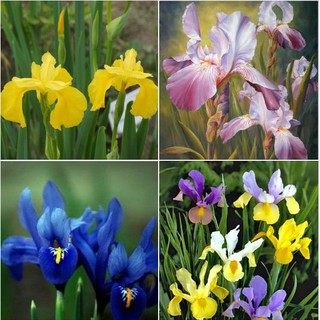 Bộ 3 Gói Hạt giống hoa Diên vĩ nhiều màu ( hồng + vàng + xanh - Iris )