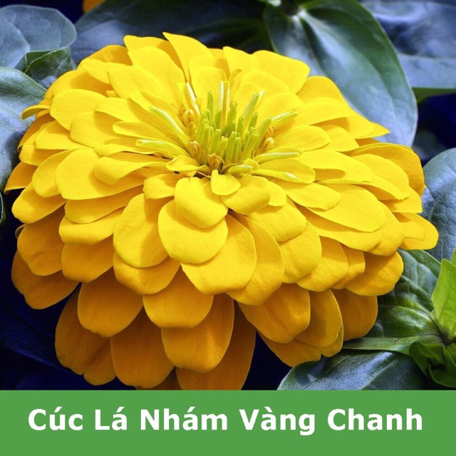 Hạt giống hoa cúc lily( lá nhám) vàng- gói 1gr