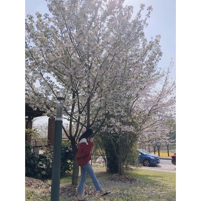 [RẺ VÔ ĐỊCH - FREESHIP] Quần bò (kèm ảnh thật) -Q8108 | BigBuy360 - bigbuy360.vn