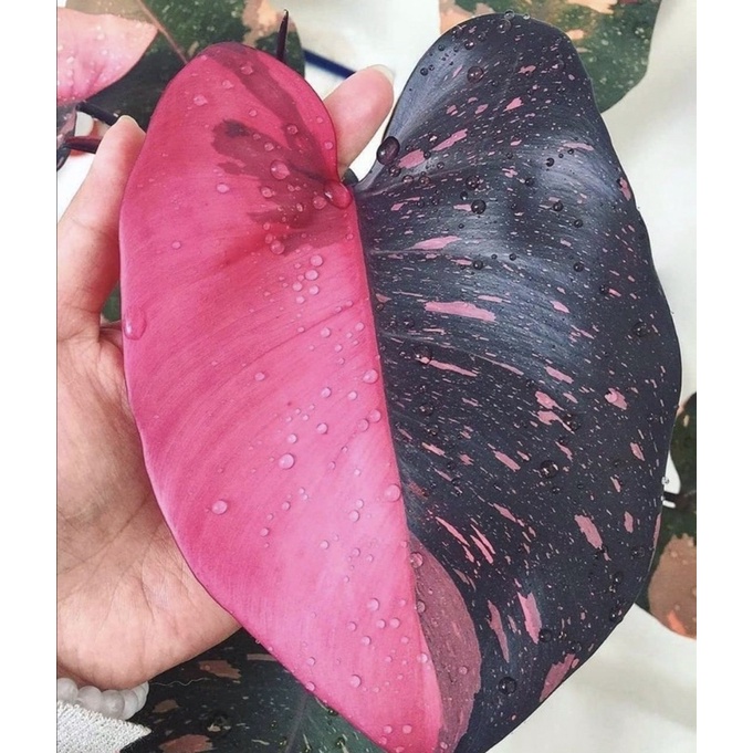 Philodendron princess công chúa hồng cây lớn