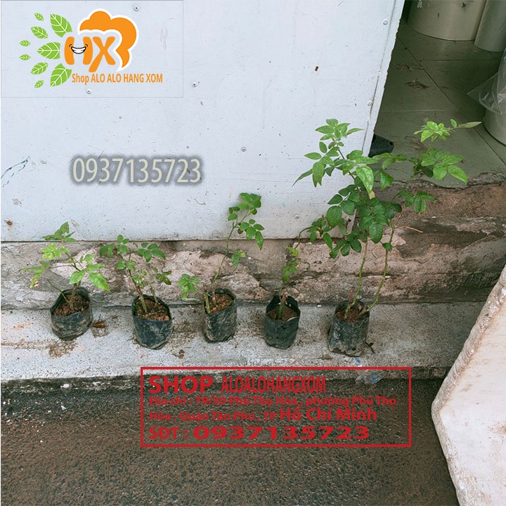 Cây hoa hồng tầm xuân cây con -combo 5 cây