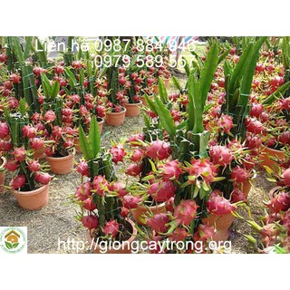 [GIỐNG CÂY F1] CÂY THANH LONG RUỘT ĐỎ