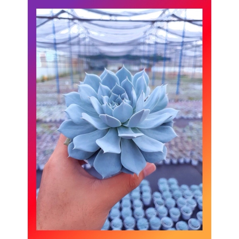 Sen đá ngọc trinh-Hạc trădng chậu 17cm