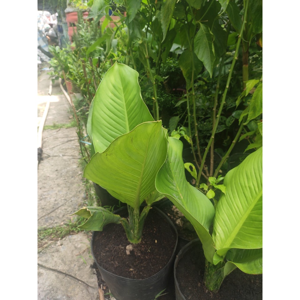 cây phong thủy - cây đại phú gia chưng trong nhà