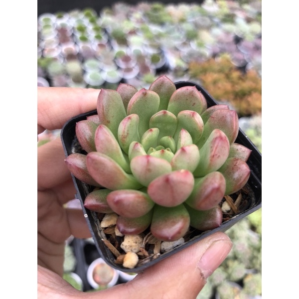 Sen Đá Ruby Đỏ Size Bầu 5cm Hư 1 Đổi 1