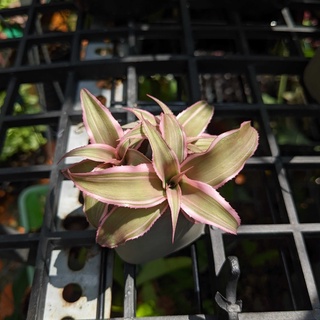 Dứa phụng mini, Cryptanthus, dứa màu, kiểng lá, terarrium, bán cạn