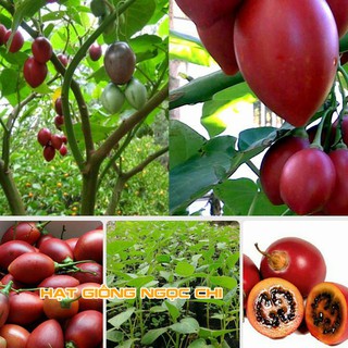 Hạt Giống Cà Chua Thân Gỗ - 4 Hạt