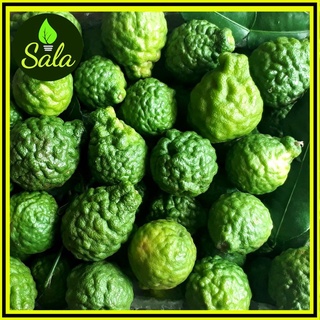 CÂY CHÚC GIỐNG CAO KHOẢNG 30CM, CÒN GỌI LÀ CÂY CHANH THÁI, CHANH SỌ NGƯỜI - xương rồng