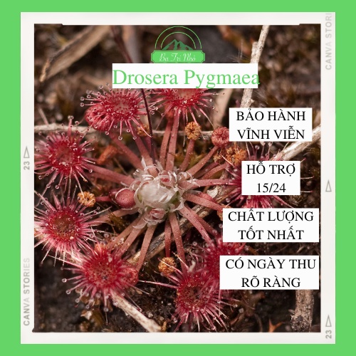 Hạt giống "mầm đông" cây bắt mồi ăn thịt gọng vó Drosera Pygmaea  I Ba Tri Nhỏ