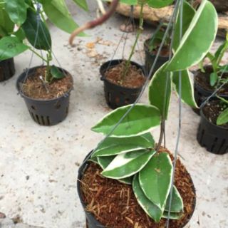 Hoa phong lan  cẩm cù chậu phi 12