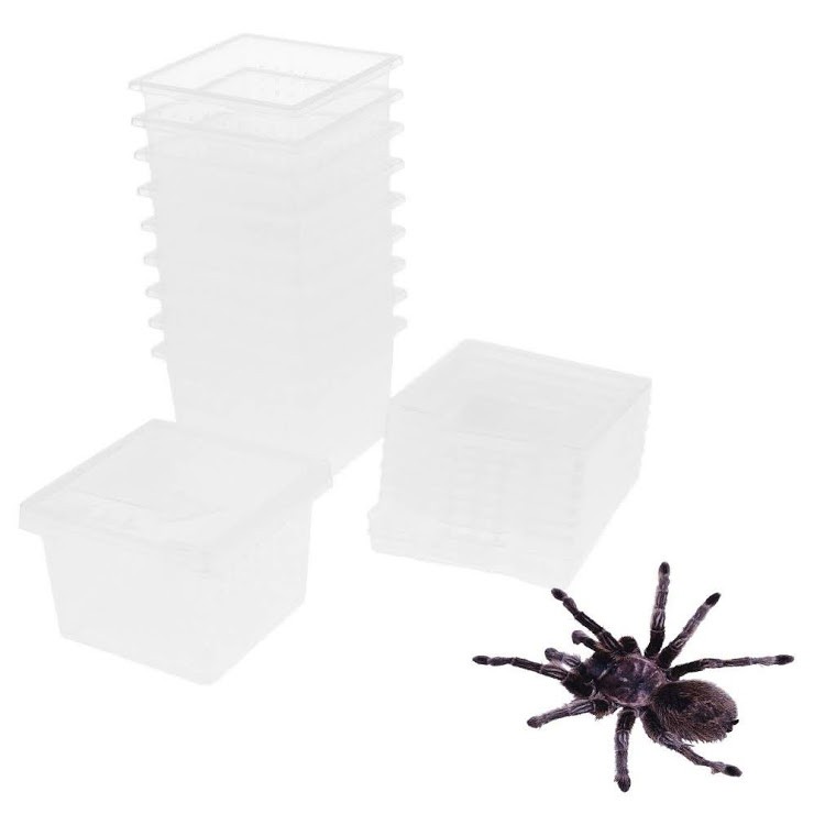 5 hộp nuôi nhện bọ cạp rết côn trùng