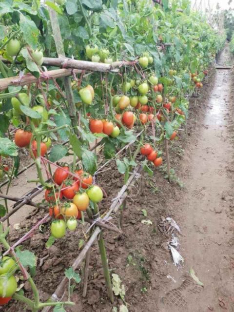 🍅🍅 CÀ CHUA ĐỎ OVAN CHỊU NHIỆT THÁI LAN