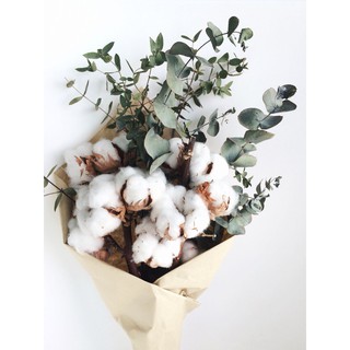 Tinh Dầu Tán Hương COCOD'OR