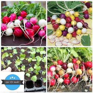 50h Hạt Giống Củ Cải Đỏ Mix Cầu Vồng
