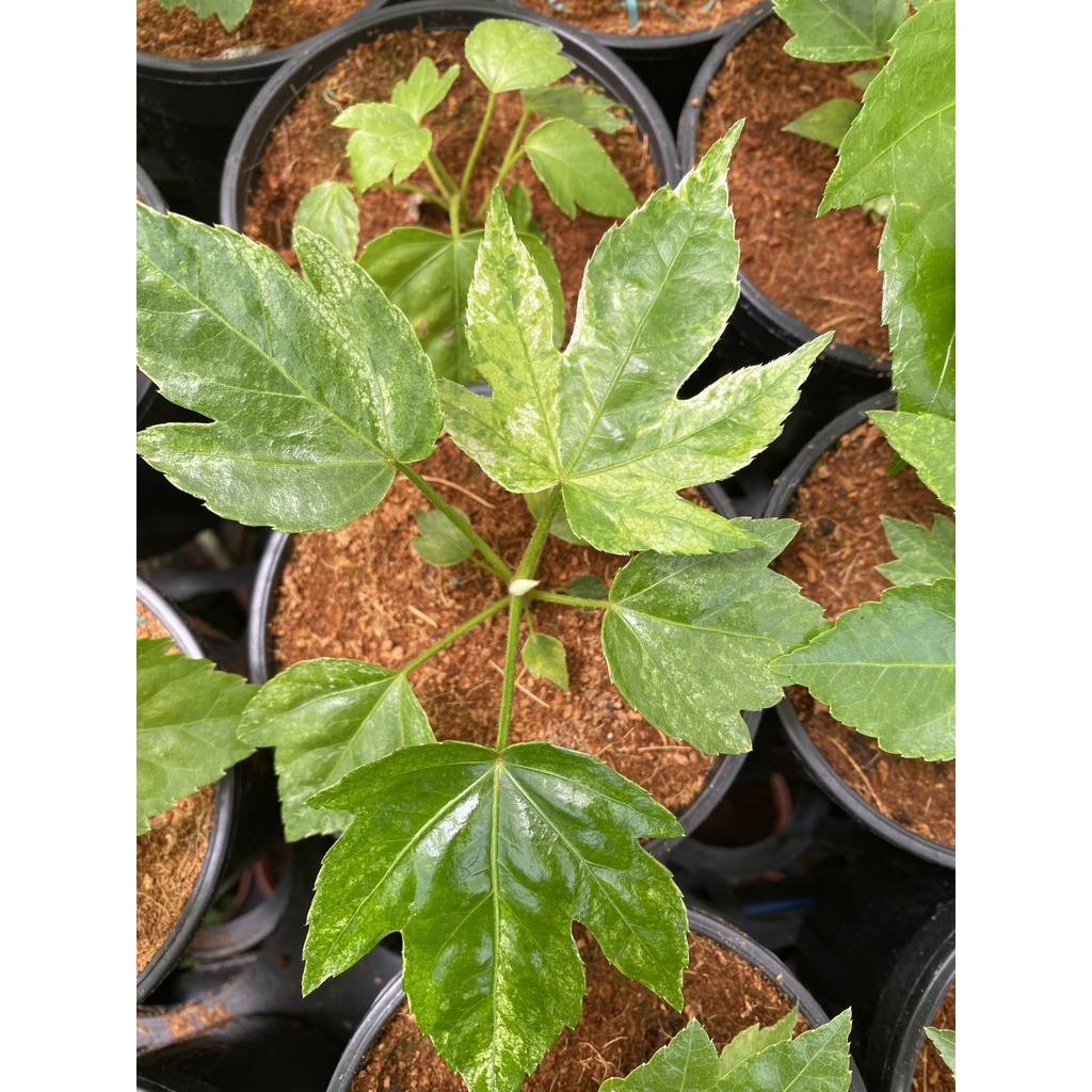 Chậu cứng Fatsia Spiders Web