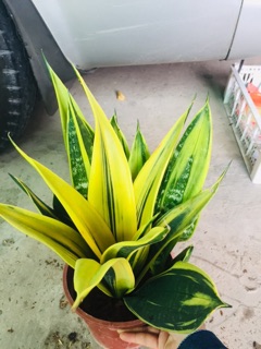 LƯỠI HỔ HOÀNG KIM