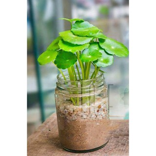 Hạt giống cỏ đồng tiền , mang đến may mắn tài lộc cho người trồng