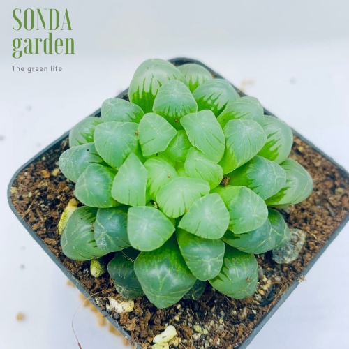 Sen đá kim cương haworthia cooperi SONDA GARDEN size bé 5-7cm, xuất xứ Đà Lạt, khoẻ đẹp, lỗi 1 đổi 1