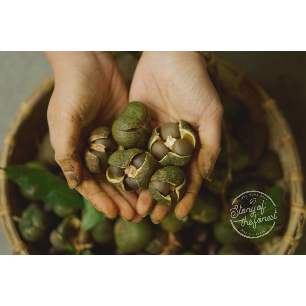 DẦU HẠT TRÀ CAMELLIA OIL