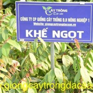 Cây giống khế ngọt và khế chua siêu quả cây khỏe mạnh dễ trồng .