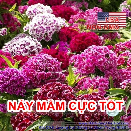 100h Hạt Giống Hoa Cẩm Chướng Chùm Kép Mix William (C6.303| B23*V33)