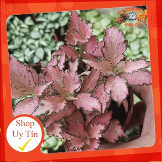 Cây Cẩm nhung hồng xoắn🍏 |FREESHIP| 🔥 XỨ NÓNG, ĐÃ THUẦN KHÍ HẬU, KHOẺ ĐẸP 🍏 LỖI 1 ĐỔI 1