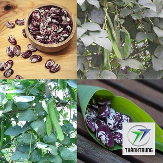 Gói 5 hạt giống đậu ngự huế nấu chè thanh trung