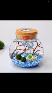 Set Tảo cầu Marimo bình thuỷ tinh đèn LED (như hình)