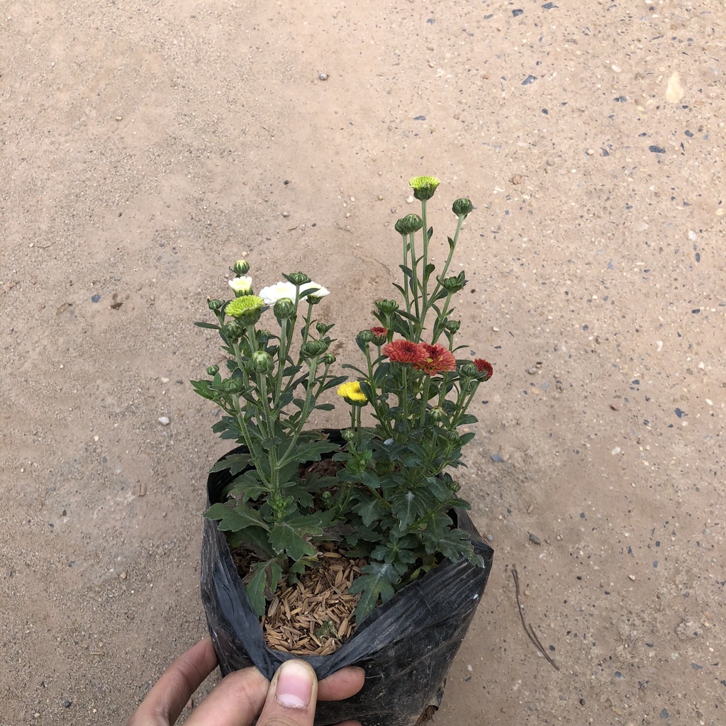 Cây hoa cúc tứ quý, chiều cao 15cm sai nụ hoa nở bắt mắt dễ chăm sóc sức sống mãnh liệt dùng trang trí sân vườn
