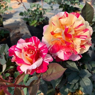 Hoa hồng Maurice Utrillo rose - hồng bụi, hoa thơm