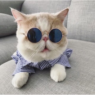 KÍNH MẮT CHO MÈO CƯNG