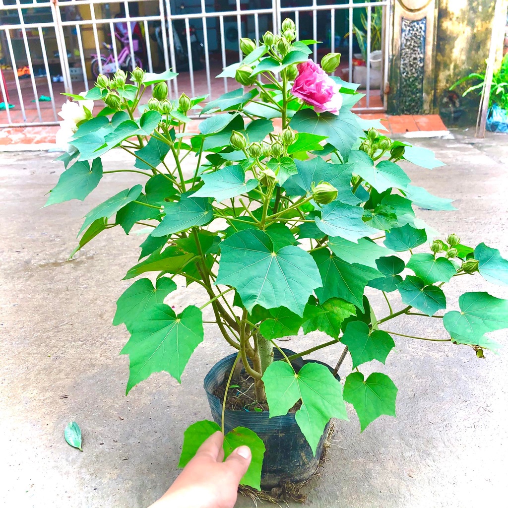 Cây hoa phù dung đổi màu hết hoa cao 60cm (ảnh thật)