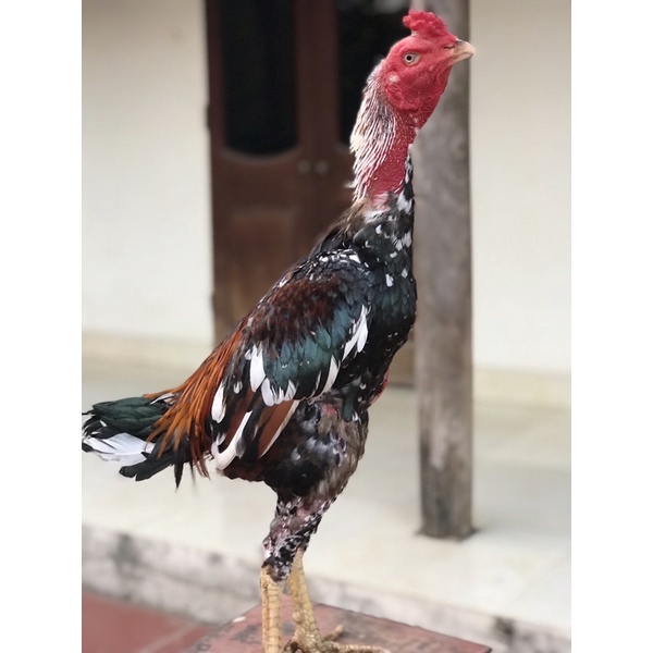 Thuốc kích lông giúp gà ra lông nhanh đều đẹp và mượt GÀ CHỌI TUẤN CẬN