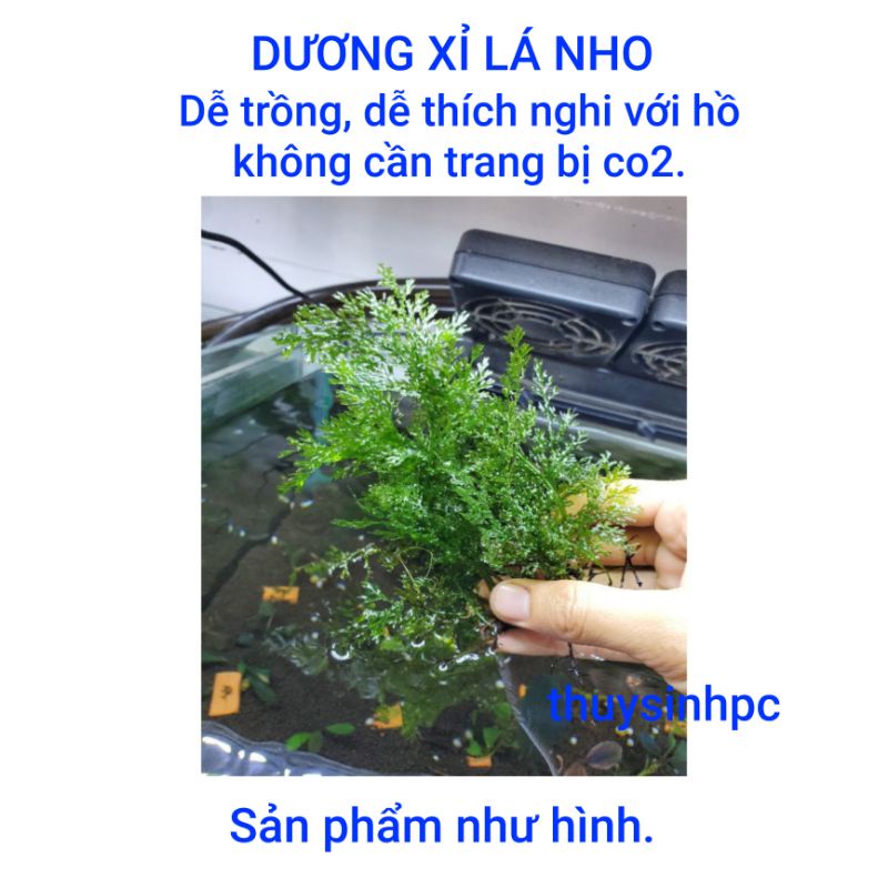Dương xỉ lá nho thủy sinh trang trí hồ cá cảnh thủy sinh