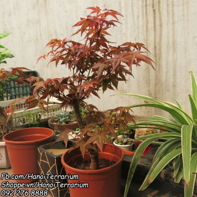 Cây để bàn Phong lá đỏ