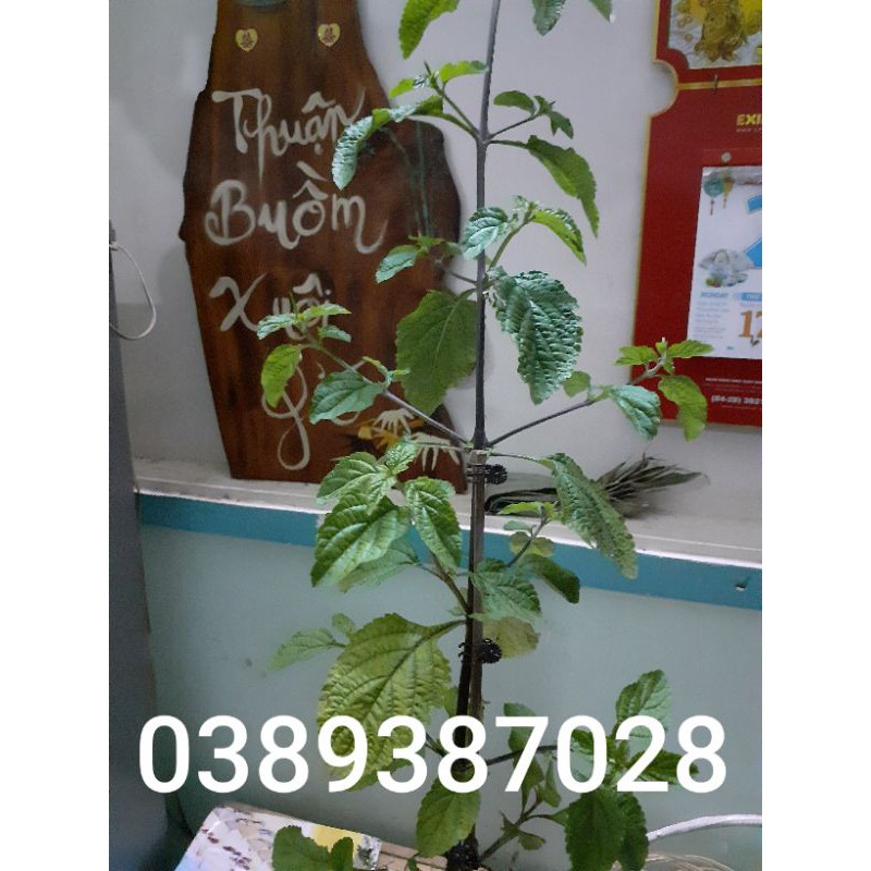 cây đuôi chuột tím cao 50cm,2 cây