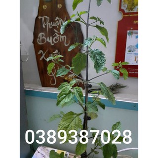 cây đuôi chuột tím cao 50cm,2 cây