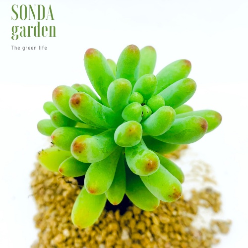 Sen đá thạch ngọc mĩ SONDA GARDEN size mini 2.5-4cm, xuất xứ Đà Lạt, khoẻ đẹp, lỗi 1 đổi 1