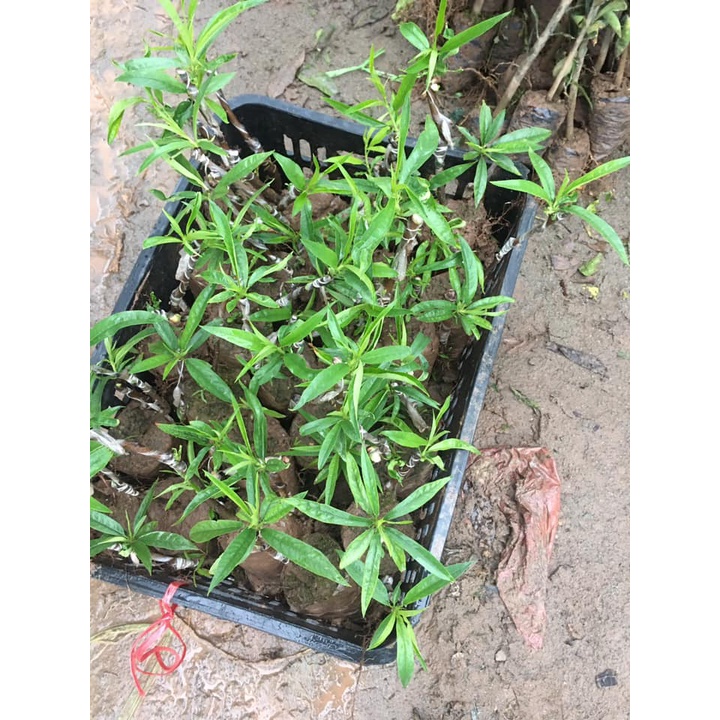 CÂY GIỐNG BẠCH ĐÀO