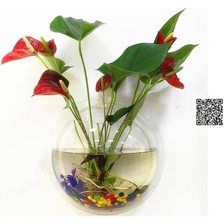 Bộ chậu hoa treo tường dạng hồ cá bằng nhựa siêu trong suốt sáng tạo - 408