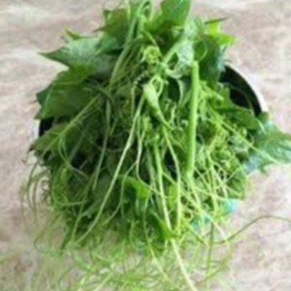 20gram HẠT GIỐNG BÍ SIÊU NGỌN