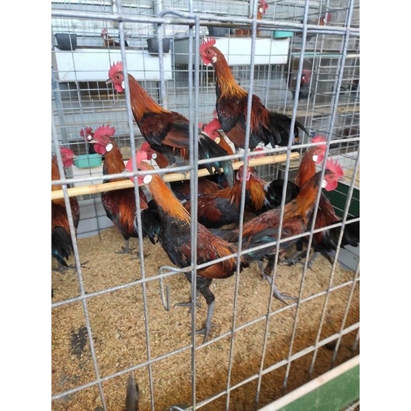 1kg Class Fast - Men rắc chuồng trực tiếp - chuồng sạch, nhanh lớn, không dọn chuồng, không khí độc- mùi hôi