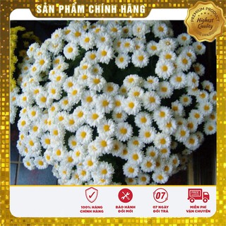 Hạt Giống Hoa Cúc Chi Trắng (50 hạt)
