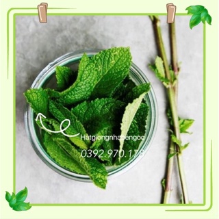 Hạt Giống Húng Lũi Bạc Hà Âu Choco Mint