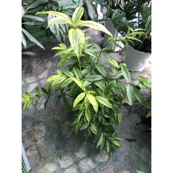 Cây trúc Nhật