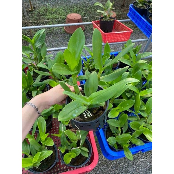Denro nắng robert cây tơ đẹp sắp hoa
