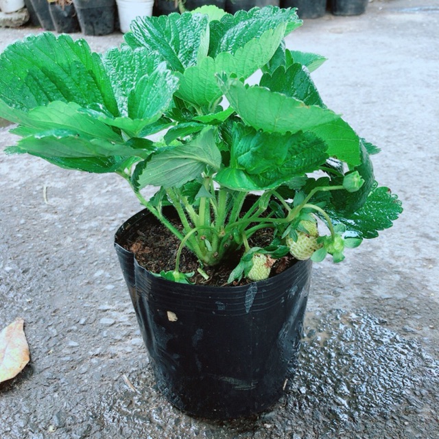 Cây Dâu Tầm